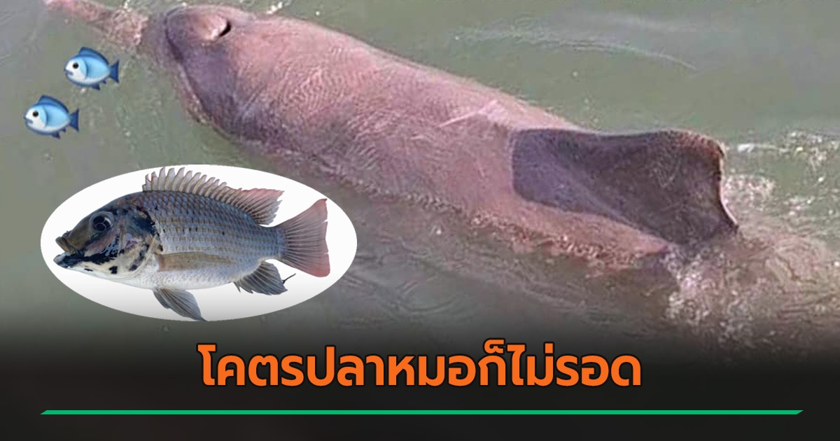 ความคิดเห็น เปิดตัวปลา 4 ชนิด ผู้พิชิต ปลาหมอคางดำ ลงทะเลเมื่อไรเจอกิน ...