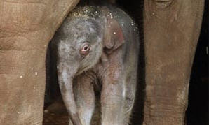 ช้างไทย