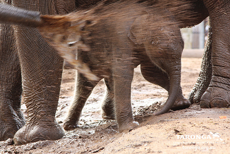 ช้างไทย