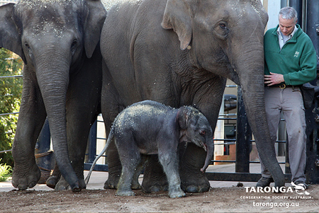 ช้างไทย