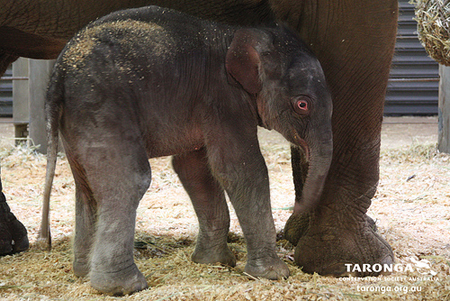 ช้างไทย