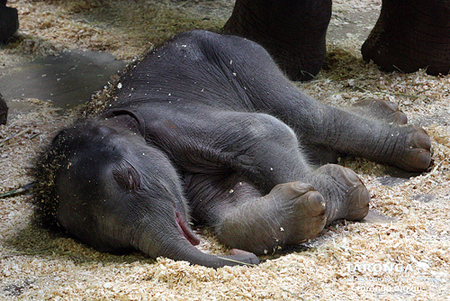 ช้างไทย