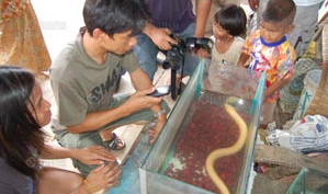 ปลาไหลสีทอง