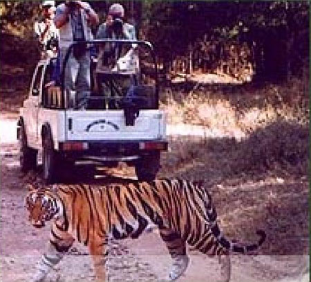 Taj Safari Resort, Mahua Khoti ประเทศอินเดีย 