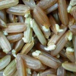 ข้าวงอก