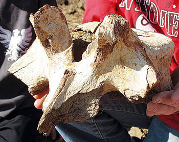 กระดูกแมมมอธ