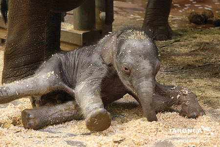 ช้างไทย