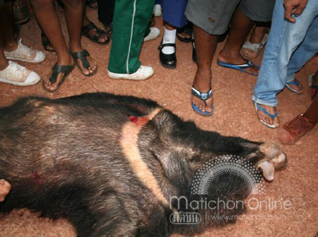 หมีควาย