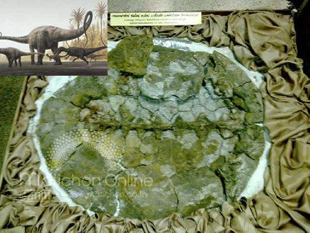 ต้นตระกูลเต่า