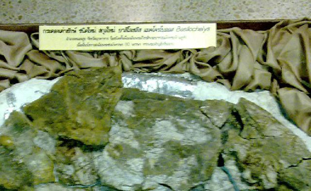 ต้นตระกูลเต่า