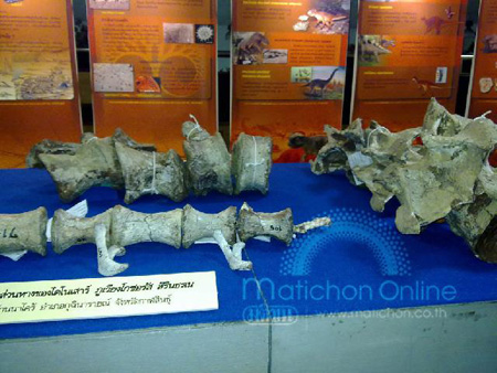 ต้นตระกูลเต่า