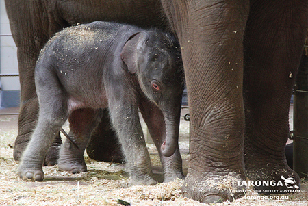 ช้างไทย
