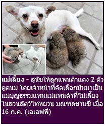 สุนัข