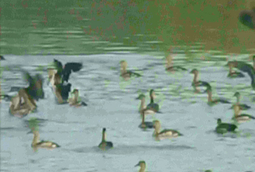 นกเป็ดแดง