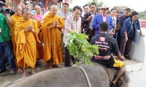 ฮือฮาพิธีกรรม ตัดเป็นตัดตาย ช้างพังนาตาลี