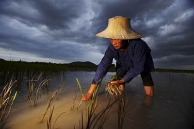 กรีนพีซ นาข้าว