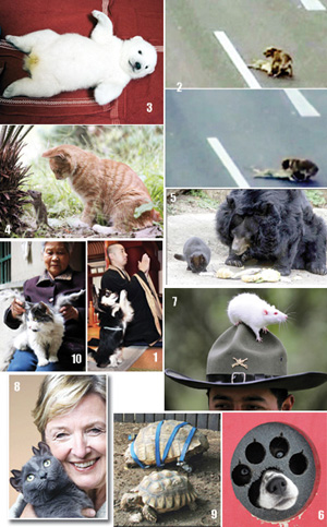 สารพัดสัตว์