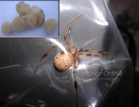 แมงมุมแม่หม้ายสีน้ำตาล