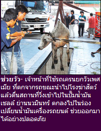 ช่วยวัว