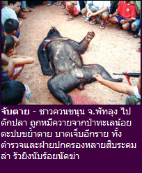 หมีควาย