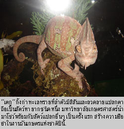 เตก กิ้งก่าทะเลทราย