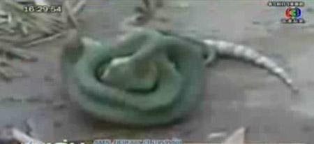 งูเขียวกินตับตุ๊กแก