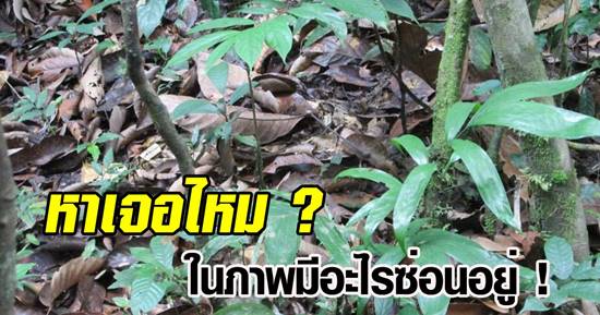 หาเจอไหม ในภาพนี้มีงูซ่อนอยู่ พรางตัวอย่างเนียน ชนิดที่ไม่มองใกล้ ๆ ก็ไม่รู้
