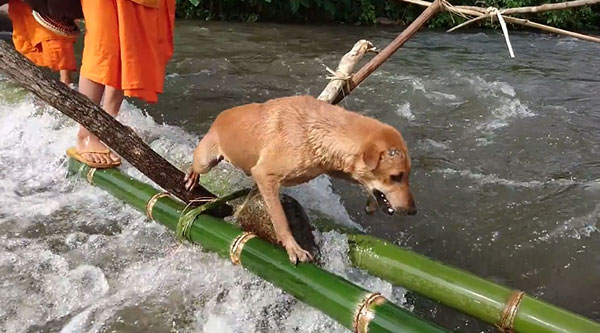 หมาแสนรู้ ลุยกระแสน้ำร่วมกับพระเณร ในเส้นทางธุดงค์ธรรมะห่มดอย