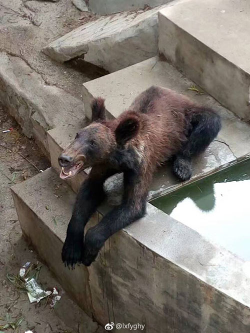 หมีสีน้ำตาลในสวนสัตว์จีน