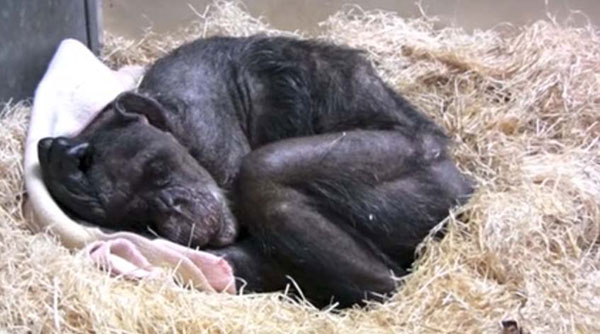 ชิมแปนซีป่วยใกล้ตาย กับท่าทางสุดดีใจเมื่อได้เจอเพื่อนเก่าอีกครั้ง
