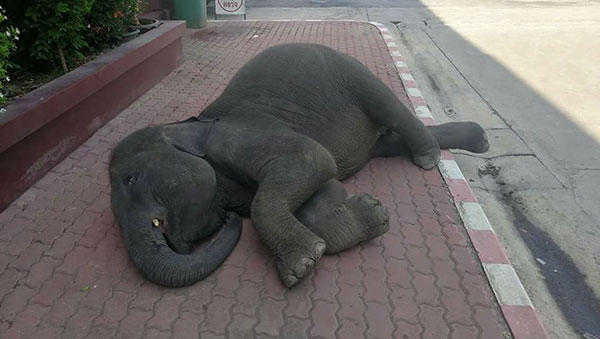 ภาพสุดเวทนา...ช้างนอนหมดแรง-แววตาเศร้า หลังถูกควาญช้างนำมาเร่ร่อน 
