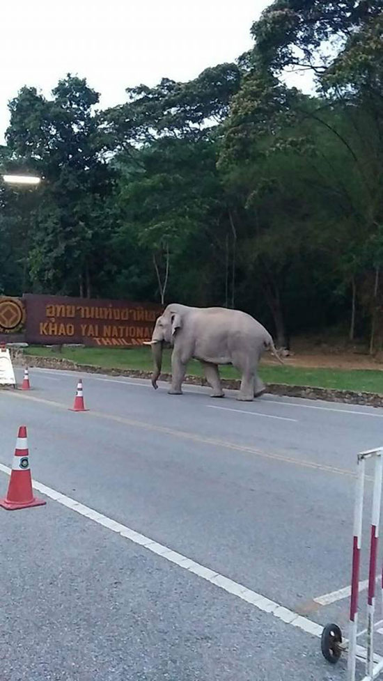 นักอนุรักษ์แชะภาพแซว เจ้าด้วน ช้างป่าหนีเที่ยว แอบย่องกลับอุทยานรุ่งเช้า