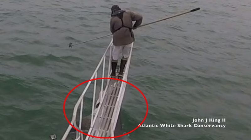 นักวิจัยสะดุ้งโหยง เจอฉลามขาวโดดขึ้นมาทักทาย โผล่โชว์เขี้ยวใต้ฝ่าเท้า
