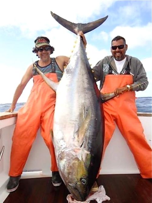 นักตกปลาเม็กซิกันตกปลาทูน่าใหญ่ที่สุดในโลก