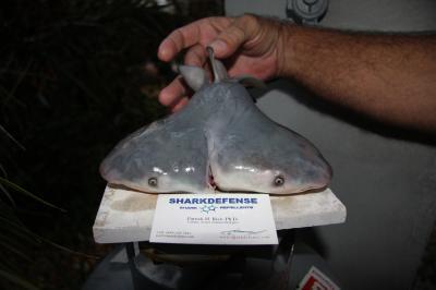  นักวิทย์มะกันพบฉลาม 2 หัว คาดเป็นครั้งแรกในโลก