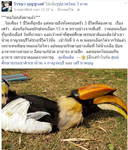 เรื่องเศร้าของ บุญรอด พ่อนกเงือกถูกยิงตาย ที่กาญจนบุรี