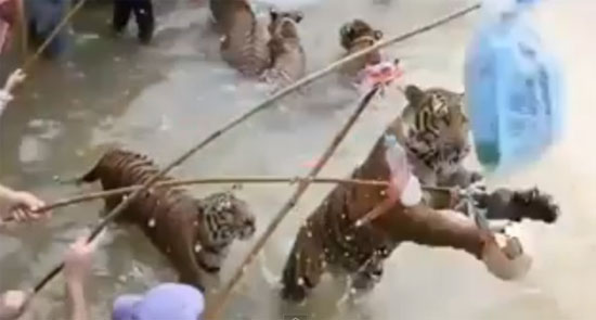 สื่อนอกแฉวัดเสือทารุณสัตว์ จับเสือมาวางยาเล่นกับคน