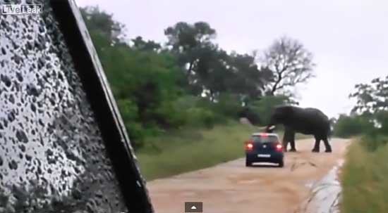 ช้างในแอฟริกาใต้โจมตี-คว่ำรถนักท่องเที่ยว