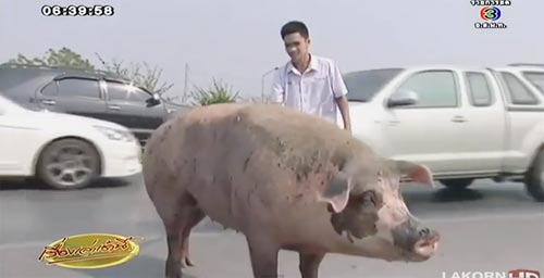 แม่หมูสายพันธุ์ดี หนักร่วม 150 กก. ยึดที่ศาลากลางอยุธยาแทนบ้าน