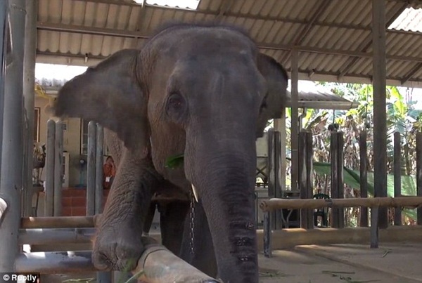 สื่อนอกตีข่าวพังโม่ชะ ช้างไทย 3 ขา ใส่ขาเทียมตัวแรกในโลก