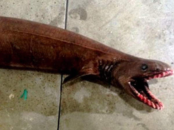 ฉลามครุย (Frilled Shark)