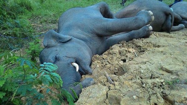 ช้างป่าในอุทยานฯแก่งกระจาน ตายรวด 3 ตัว
