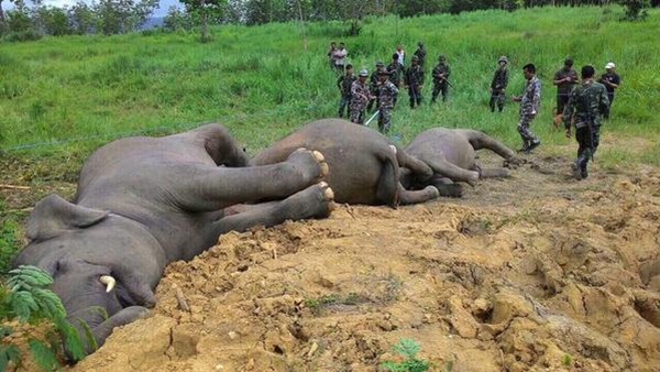 ช้างป่าในอุทยานฯแก่งกระจาน ตายรวด 3 ตัว