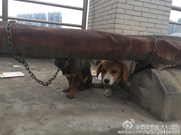 มหาลัยการแพทย์จีนใช้หมาไว้ทดลองผ่าตัด