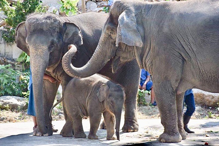 สวนสัตว์เปิดเขาเขียว ผสมเทียมช้างไทยเชือกที่ 2 สำเร็จ แข็งแรงทั้งแม่และลูก