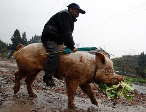 ชายจีนขี่หมูทุ่นแรง พาร่อนรอบเมือง 