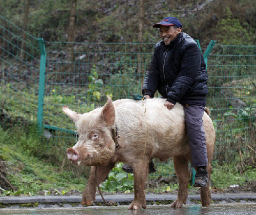 ชายจีนขี่หมูทุ่นแรง พาร่อนรอบเมือง 