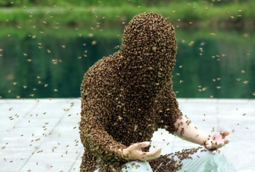 ชายจีนทุบสถิติเลี้ยงผึ้งบนตัวนานสุดในโลก