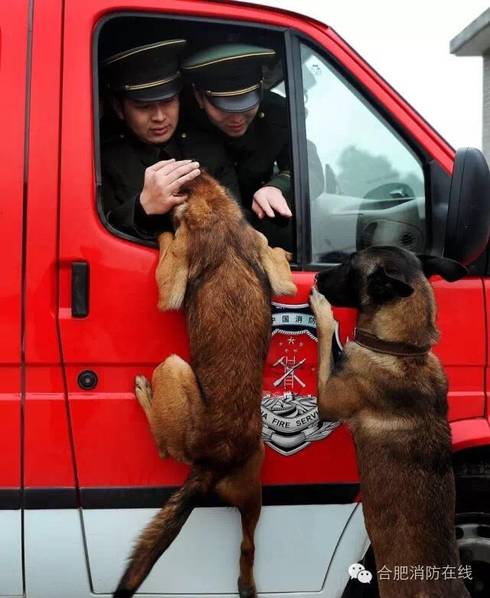 สุนัขกู้ภัยไม่ยอมให้ทหารกลับบ้าน