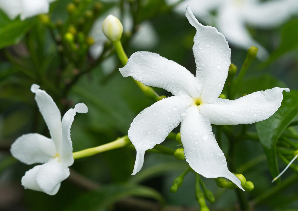 Sampaguita Jasmine